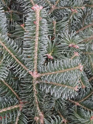Abies koreana x lasiocarpa 